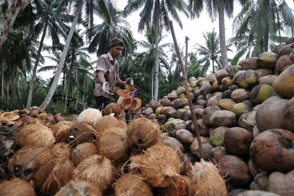 kebun kelapa Yogyakarta
