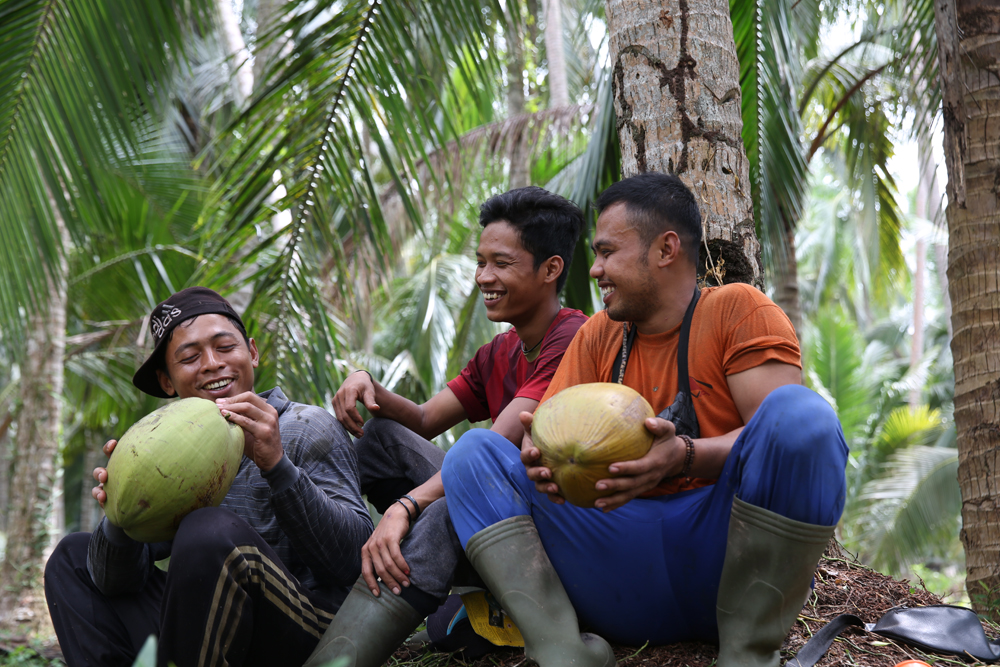 panen kelapa Yogyakarta