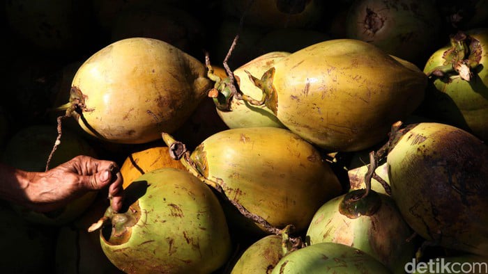 kebun kelapa ri